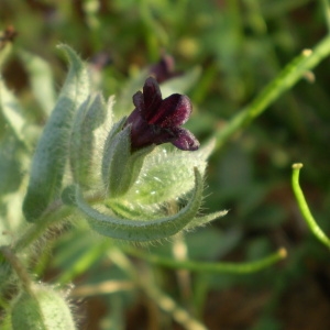 Photographie n°145939 du taxon Nonea erecta Bernh. [1800]