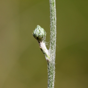 Photographie n°145941 du taxon Cirsium tuberosum (L.) All. [1785]