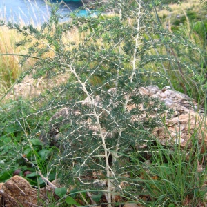  - Asparagus albus L. [1753]