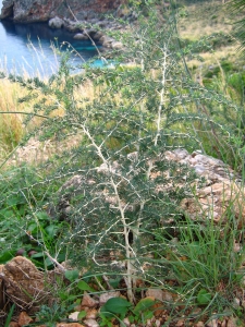 Christophe GIROD, le 15 décembre 2004 (Sicile (Réserve Nationale de Zingaro))