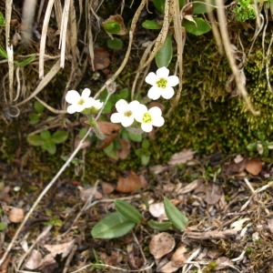  - Saxifraga androsacea L. [1753]