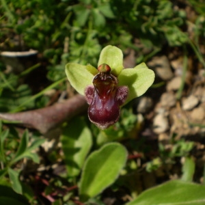 Photographie n°146042 du taxon Ophrys bombyliflora Link [1800]