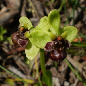 Photographie n°146043 du taxon Ophrys bombyliflora Link [1800]