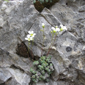 Photographie n°146050 du taxon Saxifraga caesia L. [1753]