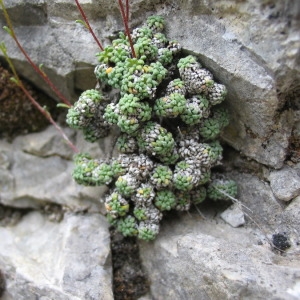  - Saxifraga caesia L. [1753]