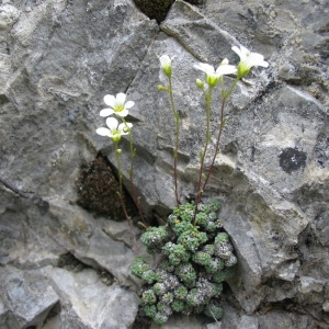  - Saxifraga caesia L. [1753]