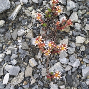 Photographie n°146076 du taxon Saxifraga biflora All. [1773]