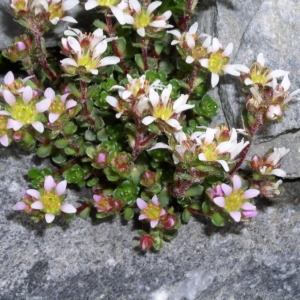 Photographie n°146079 du taxon Saxifraga biflora All. [1773]