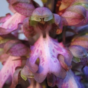 Photographie n°146084 du taxon Himantoglossum robertianum (Loisel.) P.Delforge [1999]