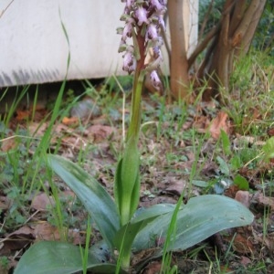 Photographie n°146085 du taxon Himantoglossum robertianum (Loisel.) P.Delforge [1999]