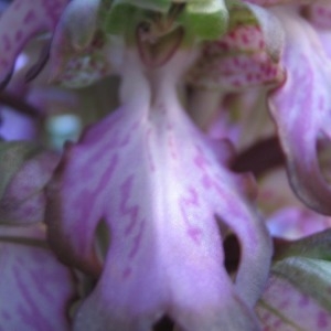 Photographie n°146086 du taxon Himantoglossum robertianum (Loisel.) P.Delforge [1999]