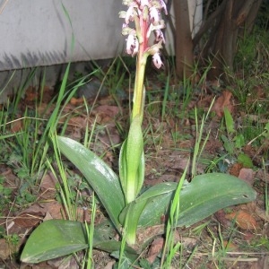 Photographie n°146088 du taxon Himantoglossum robertianum (Loisel.) P.Delforge [1999]
