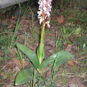 Photographie n°146092 du taxon Himantoglossum robertianum (Loisel.) P.Delforge [1999]
