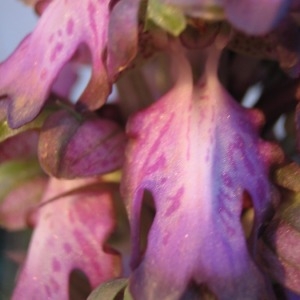 Photographie n°146094 du taxon Himantoglossum robertianum (Loisel.) P.Delforge [1999]