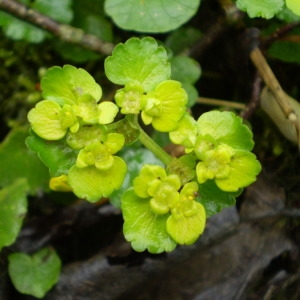 Photographie n°146098 du taxon Chrysosplenium alternifolium L. [1753]