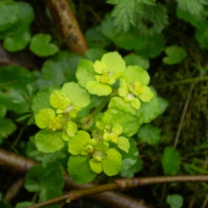 Photographie n°146099 du taxon Chrysosplenium alternifolium L. [1753]