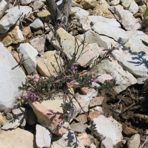  - Polygala rupestris Pourr. [1788]