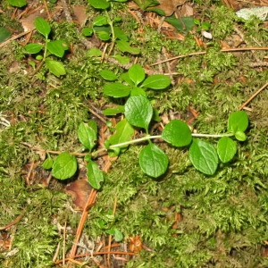 Photographie n°146102 du taxon Linnaea borealis L. [1753]