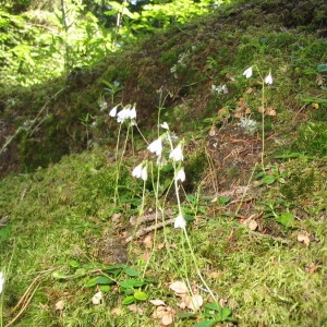 Photographie n°146104 du taxon Linnaea borealis L. [1753]