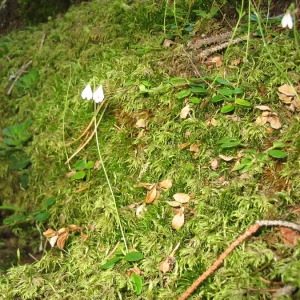 Photographie n°146106 du taxon Linnaea borealis L. [1753]