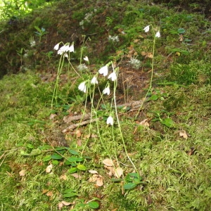 Photographie n°146107 du taxon Linnaea borealis L. [1753]