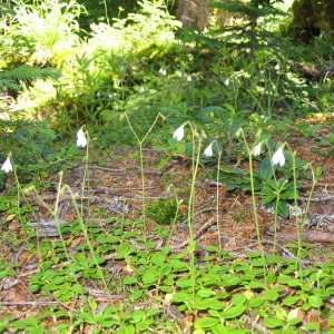 Photographie n°146108 du taxon Linnaea borealis L. [1753]