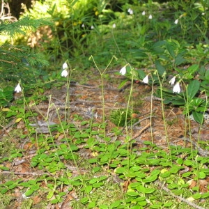 Photographie n°146109 du taxon Linnaea borealis L. [1753]