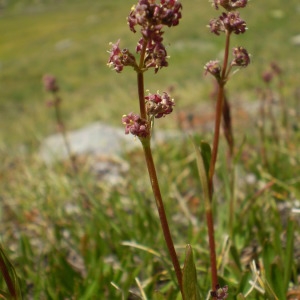 Photographie n°146111 du taxon Valeriana celtica L. [1753]