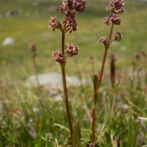 Photographie n°146116 du taxon Valeriana celtica L. [1753]