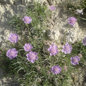 Photographie n°146124 du taxon Lomelosia graminifolia (L.) Greuter & Burdet [1985]