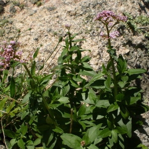 Photographie n°146135 du taxon Centranthus trinervis (Viv.) Bég. [1903]