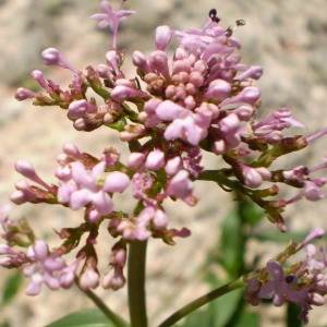 Photographie n°146138 du taxon Centranthus trinervis (Viv.) Bég. [1903]