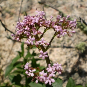 Photographie n°146139 du taxon Centranthus trinervis (Viv.) Bég. [1903]