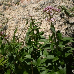 Photographie n°146141 du taxon Centranthus trinervis (Viv.) Bég. [1903]