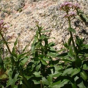  - Centranthus trinervis (Viv.) Bég. [1903]