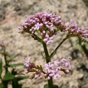  - Centranthus trinervis (Viv.) Bég. [1903]