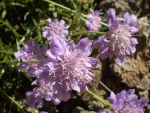 Christophe GIROD, le 13 janvier 2009 (Meyronnes (Saint Ours))