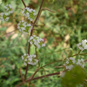 Photographie n°146162 du taxon Valerianella dentata (L.) Pollich [1776]