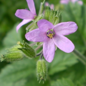 Photographie n°146163 du taxon Erodium moschatum (L.) L'Hér. [1789]