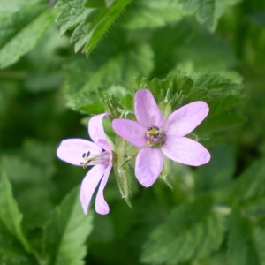 Photographie n°146165 du taxon Erodium moschatum (L.) L'Hér. [1789]