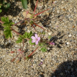  - Erodium chium (L.) Willd. [1794]