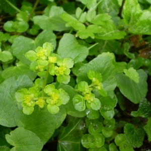 Photographie n°146181 du taxon Chrysosplenium oppositifolium L. [1753]