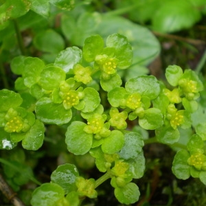 Photographie n°146183 du taxon Chrysosplenium oppositifolium L. [1753]