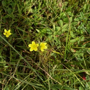 Photographie n°146192 du taxon Saxifraga hirculus L. [1753]