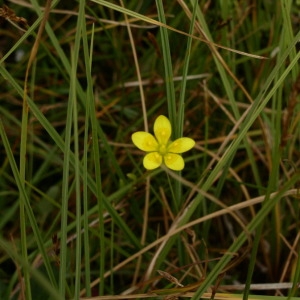 Photographie n°146193 du taxon Saxifraga hirculus L. [1753]