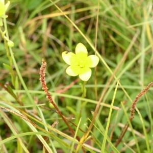 Photographie n°146194 du taxon Saxifraga hirculus L. [1753]