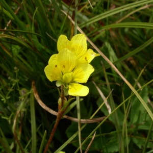 Photographie n°146195 du taxon Saxifraga hirculus L. [1753]