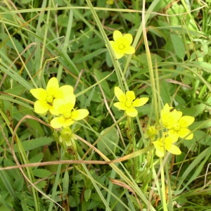 Photographie n°146196 du taxon Saxifraga hirculus L. [1753]