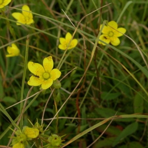 Photographie n°146199 du taxon Saxifraga hirculus L. [1753]