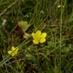 Photographie n°146200 du taxon Saxifraga hirculus L. [1753]